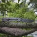 12 - Складной нож Ruike P801-G
