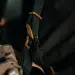 6 - Ремень оружейный RAGNAROK Katana (KATANA-CB) с QD-антабками, Койот-Черный