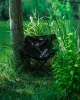 8 - Крісло складне Pentagon Tac Maven CAMP CHAIR Олива